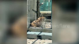 Overweight leopard compared to Disney Zootopia character too old to diet, says zoo
