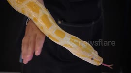 Enjoy this exotic pet cafe with snakes and hairy spiders in Thailand