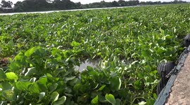 A never ending stream of green plants floating down a river at Bang Pa In, Thailand.