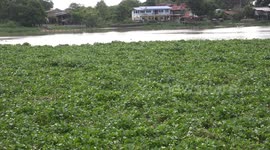 Nature on the march, an endless stream of lush green plants floating down a river in Thailand.