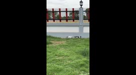 Pet kittens wander around yard and stops to cry for mum