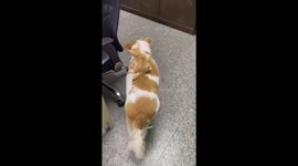 Pet dog gives kitten a piggy back through office