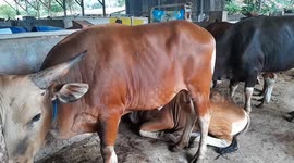 Inspection of cows for sacrificial animals for Eid al-Adha 2024 in Indonesia
