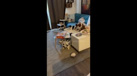 Dogs Suddenly Turn Into Silent Statues