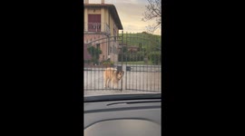 Happy Dog Greets Mom After Work