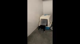 Cat Misunderstands Litterbox