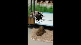 Puppy Hunts For Milk