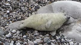 Baby Seal Settles In For Seaside Nap