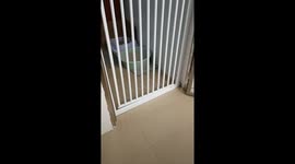 Cat effortlessly leaps over a high barrier