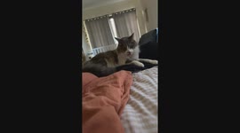 Cat Wiggles Its Tongue