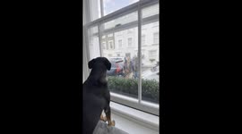 Dog Reunites With Rescuers After 3 Years