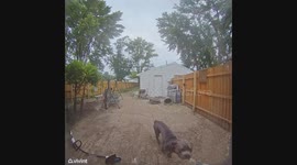 Dog Rings Doorbell to Be Let Inside