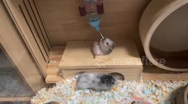 China: A Talented Hamster