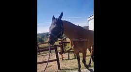 Dog Bringing His Pet Horse Out for a Walk
