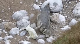 Seal Pup Softly Stroked By Mother