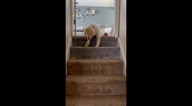 Puppy Throws Ball Down Steps