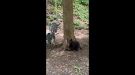 Playful Black Bear Cub Gets a Drink