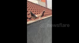 Pigeon Feeding From 3rd Story Window...