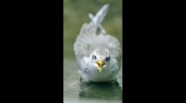 Artificially hatched rare bird released to nature in China's Yunnan