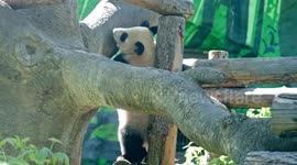 Cute clumsy panda cub practises its climbing skills in sunny enclosure at Moscow Zoo