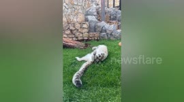 Rare snow leopard basks in sun at Moscow Zoo