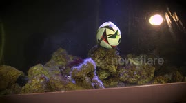 Austria zoo animals play with football ahead of Euro 2024 tournament