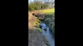 Tuktuk's the American Bully creek plunge struggle to get out of the water