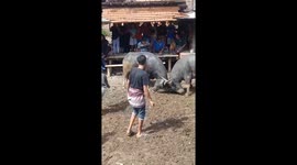 Two buffalo in Indonesia fight fiercely with their horns in a residential area
