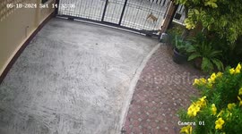 Wild monitor lizard climbs into family's home and surprises mother