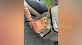 Chubby ginger cat sleeps on scooter's floorboard