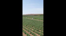 China's Ningxia embraces harvest season of goji berries