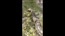 Locals stumble across injured python blocking path in Indonesia