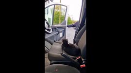 Cat’s unexpected appearance leads to a hilarious reaction from a scared man