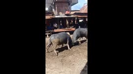 Two buffalo in Indonesia fight fiercely with their horns in a residential area