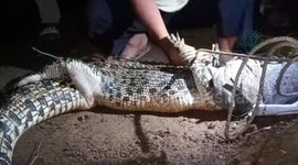 Two huge crocodiles roaming around village caught by residents in Indonesia