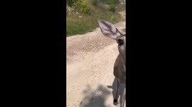 Hand-feeding mama deer: snacks and chats in Austin, Texas
