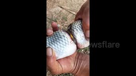 Carp found clad in gold bracelet in central china