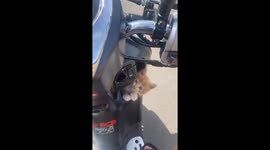 Cat cruisin': feline passenger takes a ride in mini bike