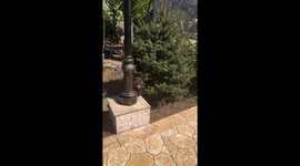 Cub playtime: bear and buddy's outdoor fun