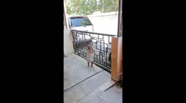 Child escapes through closed gate