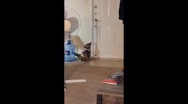 Belly dancing dog: jiggling ornaments in Austin