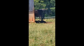Silly Steer Needs Help From Mom