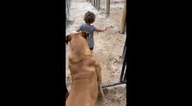 Gentle Giant Plays With Small Person