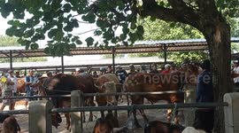 Indonesia Welcomes Eid Al-Adha: Sale of Livestock at Imogiri Animal Market, Bantul, Yogyakarta, Indonesia