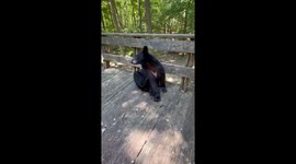 Bear refuses to leave woman's deck becoming an unwilling guest