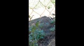 Cat's unexpected encounter from lizard attack to unlikely meal