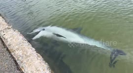 Dolphin chase startles children along Swan River, Australia