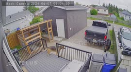 German Shepherd Barks At Backyard Bear