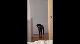 Dog Steals Grandma's Dentures