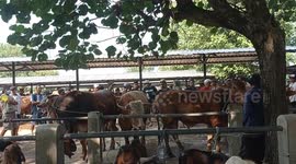 Goats are seen for sale ahead of the Islamic holiday of Eid al-Adha